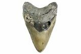 Fossil Megalodon Tooth - North Carolina #346330-1